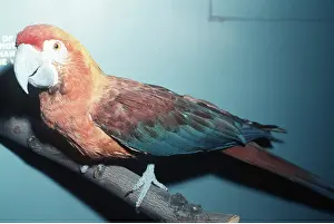 Extinct: CUBAN MACAW - stuffed specimen, extinct