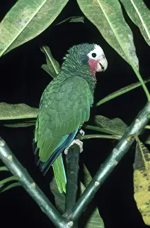 Amazona: Cuban Parrot