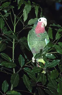 Amazona: Cuban Parrot
