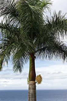 Regia: Cuban Royal Palm Tree - first flowering for ten years
