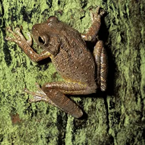 Donna Dickson: CUBAN TREE FROG