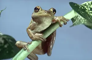 Septentrionalis: Cuban Tree Frog