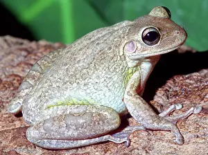 Cannibalistic: Cuban Tree Frog (Osteopilus septentrionalis)