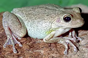 Cannibalistic: Cuban Tree Frog (Osteopilus septentrionalis)