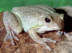 Cannibalistic: Cuban Tree Frog (Osteopilus septentrionalis)