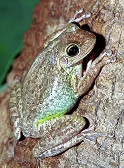 Cannibalistic: Cuban Tree Frog (Osteopilus septentrionalis)