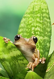 Septentrionalis: Cuban Tree Frog - on plant front view