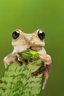 Septentrionalis: Cuban Tree Frog - on plant front view