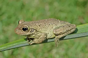 Septentrionalis: Cuban Treefrog
