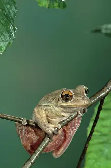 Septentrionalis: Cuban Treefrog