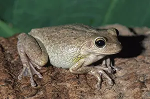 Septentrionalis: Cuban Treefrog