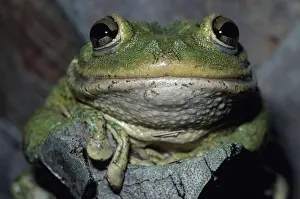 Septentrionalis: Cuban Treefrog