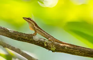 Dewlap: Cuban Twig Anole (Anolis angusticeps) displayin
