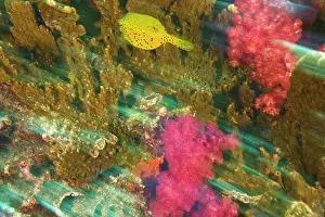 Boxfish: Cube Boxfish (Ostacion cubicus), Richelieu