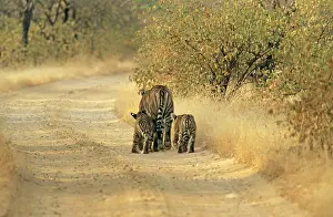 Tigeress: Cubs following Bengal / Indian Tigeress