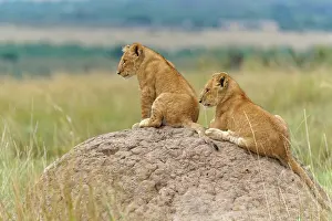 Termite: Two cubs (Panthera leo) playing on a termite mou