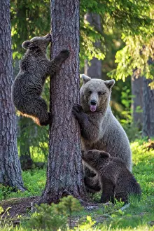 Karelia: Two cubs (Ursus arctos) and their mother playing