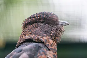 Cuckoo: Cuckcoo Roller, native to Madagascar and Comoro
