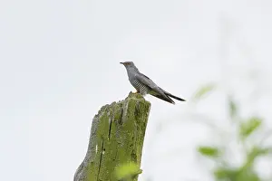 Perch: Cuckoo