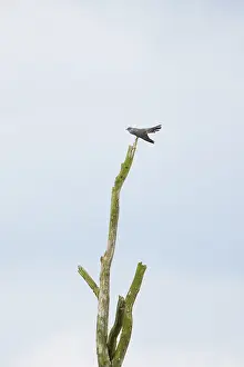 Perch: Cuckoo