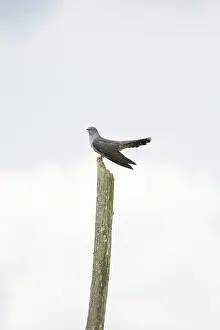 Perch: Cuckoo