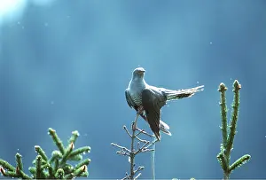 Cuckoo: Cuckoo - adult