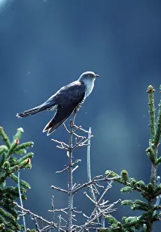 Cuckoo: CUCKOO ADULT - adult