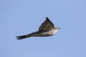 Canorus: Cuckoo - adult bird in flight - Germany