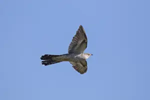 051217: Cuckoo - adult bird in flight - Germany