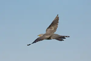 200617: Cuckoo - adult bird in flight - Germany