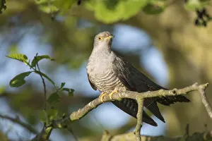 Canorus: Cuckoo - adult bird perched on branch - Germany