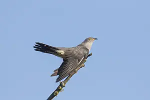 051217: Cuckoo - adult bird perched on branch - Germany