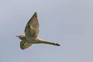 Canorus: Cuckoo - adult brown female in flight - Germany