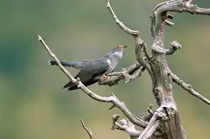 Cuculus: Cuckoo - adult calling, May