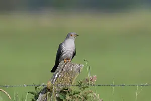 Cuckoo: Cuckoo - adult male perched on post - Germany
