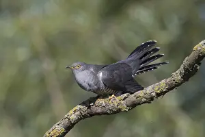 Canorus: Cuckoo - adult male perched on twig - Germany