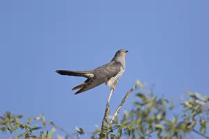Canorus: Cuckoo - adult male perched on twig - Germany