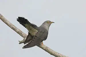 Cuckoo: Cuckoo - adult male perched on a twig - Germany