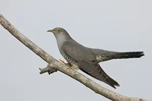 Cuckoo: Cuckoo - adult male perched on a twig - Germany