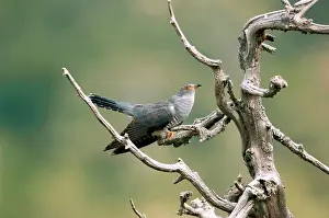 Cuculus: Cuckoo - adult May