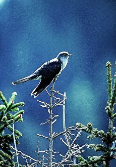 Cuculus: Cuckoo - Adult perched on branch