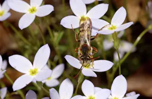 Nomada: Cuckoo Bee