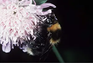 Cuckoo: CUCKOO BEE - ON FLOWER - parasites Garden Bumblebee
