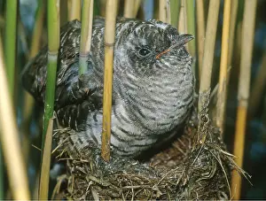 Sizes: CUCKOO CHICK - At 21 days the Cuckoo is now too