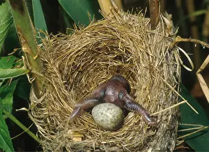 Cycles: Cuckoo chick - ejecting Reed Warbler egg (Acrocephalus