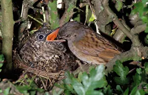 Modularis: Cuckoo - chick being fed by Dunnock (Prunella modularis)