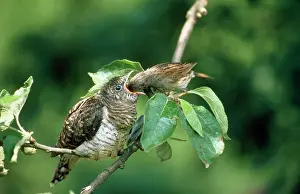 Modularis: Cuckoo - chick being fed by Dunnock (Prunella modularis)