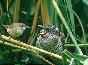 Sizes: Cuckoo Chick - being fed by Reed Warbler