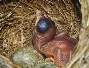 Cycles: Cuckoo Chick and Reed Warbler eggs (Acrocephalus scirpaceus)