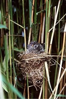 Deception: Cuckoo Chick - in Reed Warbler Nest